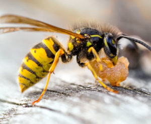 yellow-jacket, wasp, bee, pest control