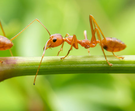 Ant Control featured thumb