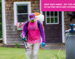 Keep Ants Away: DIY Tips and When to Go Pro with Ant Exterminators