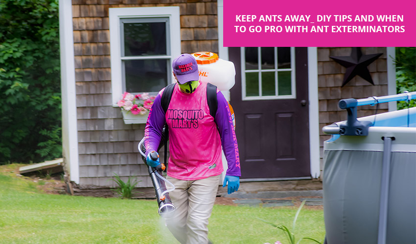 Keep Ants Away  DIY Tips And When 
