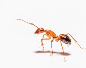ant control home remedies