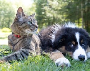 flea control for pets natural chemical