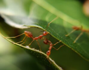 how to identify ants